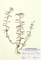 藏品(玉山抱莖籟蕭)的圖片